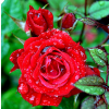 rose  - Natural - 