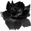 rose - Drugo - 