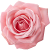 rose - Plants - 