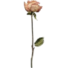rose - Rastline - 
