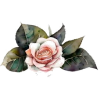 rose - Plantas - 