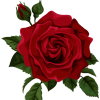 rose - Растения - 