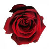 rose - Rośliny - 