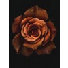 rose - Plantas - 