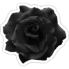 rose - Pflanzen - 