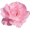 rose - 植物 - 