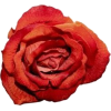 rose - Plantas - 