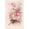 rose background - Illustraciones - 