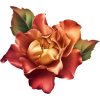 rose by bluemoon - Resto - 
