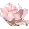 rose flower - Rastline - 