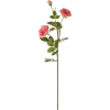 rose flower - Uncategorized - 