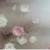 rose innocent pure - My photos - 