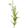 rosemary plant - Biljke - 
