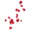 rose petals - Pflanzen - 