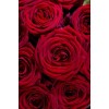 roses - フォトアルバム - 