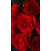 roses - Meine Fotos - 