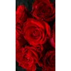 roses - Moje fotografije - 