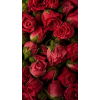 roses - Sfondo - 
