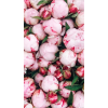 roses - Background - 