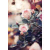 roses - Pozadine - 