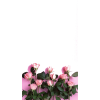 roses - Background - 