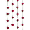 roses - Rastline - 