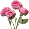 roses - Rastline - 