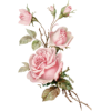 roses - 植物 - 