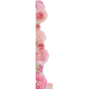 roses - Pflanzen - 