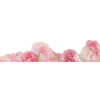 roses - Pflanzen - 
