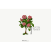 roses - Uncategorized - 