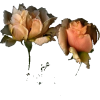roses photo - Uncategorized - 