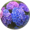 round flowers - Rastline - 