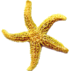 morska zvijezda - Živali - 