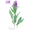 sage - Plantas - 