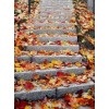Stepenice Jesenje - My photos - 