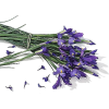 Plants Purple - Biljke - 