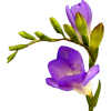 Plants Purple - Biljke - 