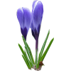 Plants Purple - Piante - 