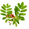 Leafage - Plants - 