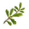 Plants Green Pine - Rośliny - 