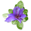 Plants Purple Flower - 植物 - 