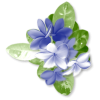 Plants Blue Flower - 植物 - 