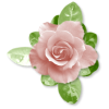 Plants Pink Flower - Plantas - 