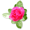 Plants Pink Flower - Rośliny - 