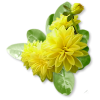 Plants Yellow Flower - Pflanzen - 