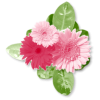 Plants Pink Flower - Pflanzen - 