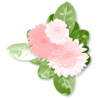 Plants Pink Flower - Plants - 