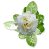 Plants White Flower - Rośliny - 