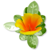 Plants Orange Flower - Rastline - 
